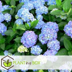 Clearance Hortensia - Set om 6 - Hydrangea macrophylla - Höjd 25-40cm - ⌀9cm Blommor