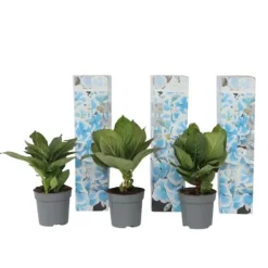 Outlet Hortensia - Set om 3 - Hydrangea macrophylla 'Bavaria' - Höjd 25-40cm - ⌀9cm Blommor