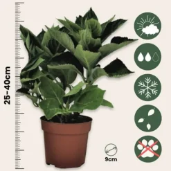 Outlet Hortensia - Set om 3 - Hydrangea macrophylla 'Bavaria' - Höjd 25-40cm - ⌀9cm Blommor