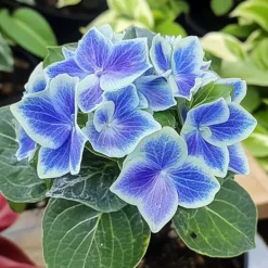Outlet Hortensia - Set om 3 - Hydrangea macrophylla 'Bavaria' - Höjd 25-40cm - ⌀9cm Blommor