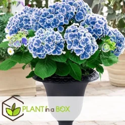 Outlet Hortensia - Set om 3 - Hydrangea macrophylla 'Bavaria' - Höjd 25-40cm - ⌀9cm Blommor