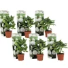 Outlet Hortensia - Set om 6 - Hydrangea macrophylla 'Wudu' - Höjd 25-40cm - ⌀9cm Blommor