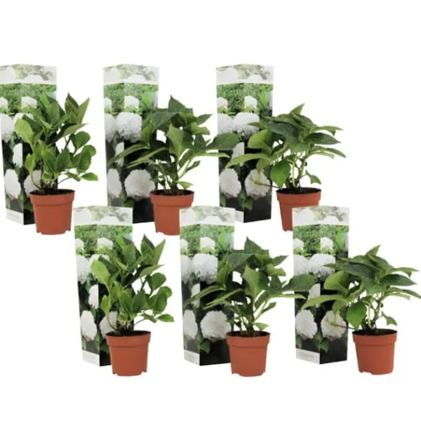 Outlet Hortensia - Set om 6 - Hydrangea macrophylla 'Wudu' - Höjd 25-40cm - ⌀9cm Blommor