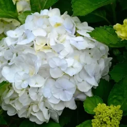 Outlet Hortensia - Set om 6 - Hydrangea macrophylla 'Wudu' - Höjd 25-40cm - ⌀9cm Blommor