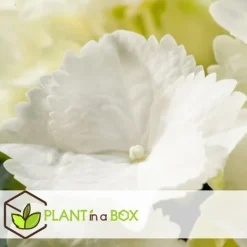 Outlet Hortensia - Set om 6 - Hydrangea macrophylla 'Wudu' - Höjd 25-40cm - ⌀9cm Blommor