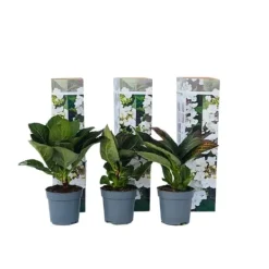 Clearance Hortensia - Set om 6 - Hydrangea macrophylla teller - Höjd 25-40cm - ⌀9cm Trädgårdsväxter