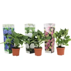 New Hortensia - Set om 3 - Hydrangea macrophylla - Höjd 25-40cm - ⌀9cm Blommor