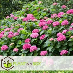 New Hortensia - Set om 3 - Hydrangea macrophylla - Höjd 25-40cm - ⌀9cm Blommor