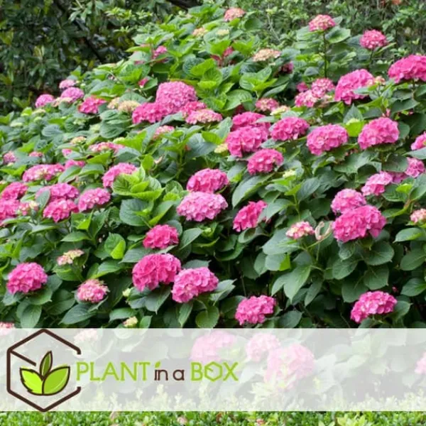 New Hortensia - Set om 3 - Hydrangea macrophylla - Höjd 25-40cm - ⌀9cm Blommor