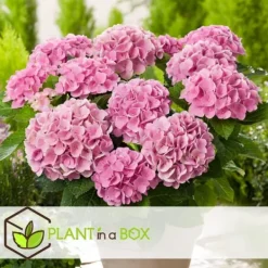 New Hortensia - Set om 3 - Hydrangea macrophylla - Höjd 25-40cm - ⌀9cm Blommor
