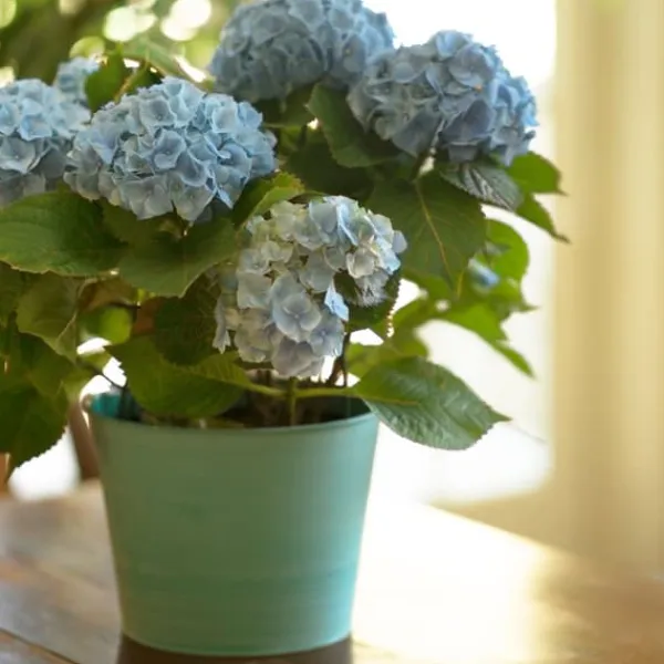 Hortensia - Set om 6 - Hydrangea macrophylla teller - Höjd 25-40cm - ⌀9cm