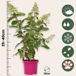 New Hortensia - Set om 2 - Hydrangea paniculata 'Pinky Winky' - Höjd 25-40cm - ⌀19cm Buskar