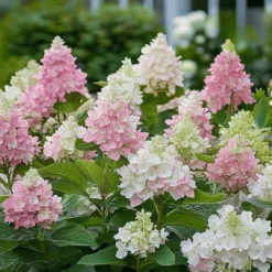 New Hortensia - Set om 2 - Hydrangea paniculata 'Pinky Winky' - Höjd 25-40cm - ⌀19cm Buskar