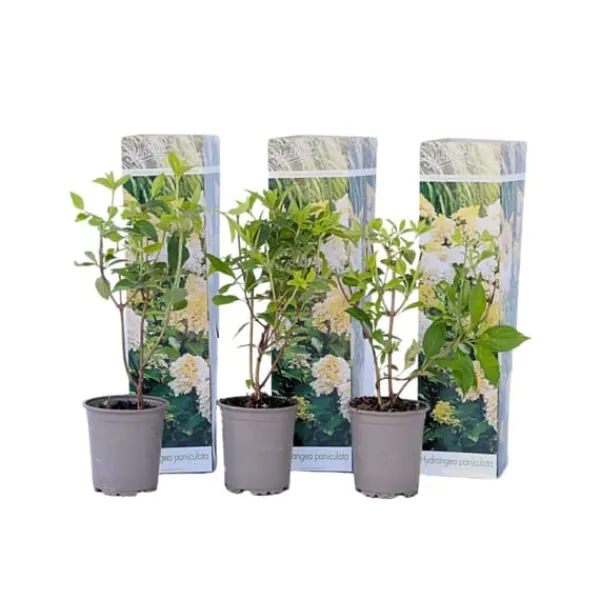 Hortensia - Set om 3 - Hydrangea paniculata 'Phantom' - Höjd 25-40cm - ⌀9cm Buskar