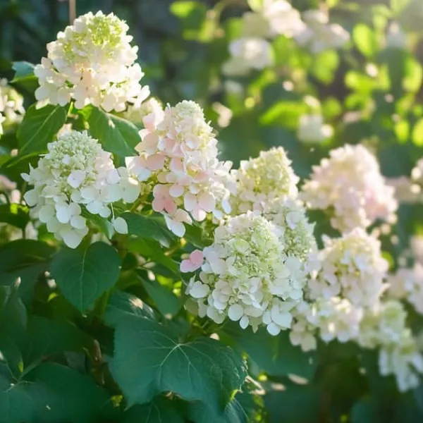Hortensia - Set om 3 - Hydrangea paniculata 'Phantom' - Höjd 25-40cm - ⌀9cm Buskar