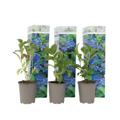 Discount Hortensia - Set om 3 - Hydrangea macrophylla 'Early Blue' - Höjd 25-40cm - ⌀9cm Blommor