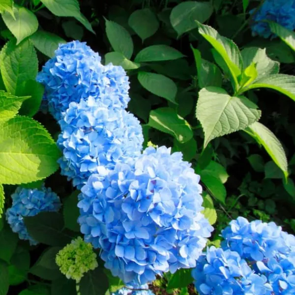Discount Hortensia - Set om 3 - Hydrangea macrophylla 'Early Blue' - Höjd 25-40cm - ⌀9cm Blommor