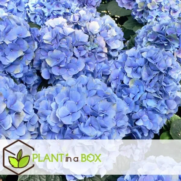 Discount Hortensia - Set om 3 - Hydrangea macrophylla 'Early Blue' - Höjd 25-40cm - ⌀9cm Blommor