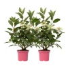 Hortensia - Set om 2 - Hydrangea paniculata 'Early Harry' - Höjd 25-40cm - ⌀19cm