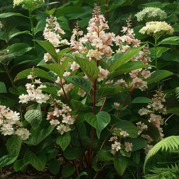 Hortensia - Set om 2 - Hydrangea paniculata 'Early Harry' - Höjd 25-40cm - ⌀19cm