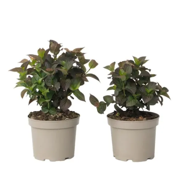 New Hortensia - Set om 2 - Hydrangea 'Dare Devil' - Höjd 25-40cm - ⌀19cm Buskar