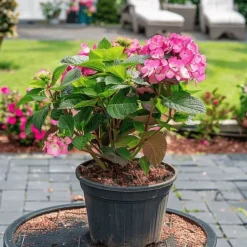 New Hortensia - Set om 2 - Hydrangea 'Dare Devil' - Höjd 25-40cm - ⌀19cm Buskar