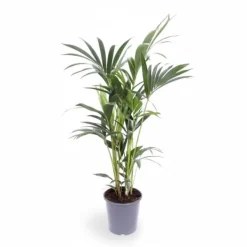 Howea Forsteriana (Kentia Palm) Krukväxt Ø17cm, Höjd ca 75cm