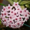 HOYA CARNOSA TRICOLOR VAX DU CERA VAS 11 CM Perenner Blommor