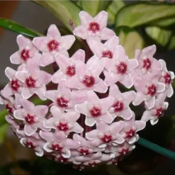 HOYA CARNOSA TRICOLOR VAX DU CERA VAS 11 CM Perenner Blommor