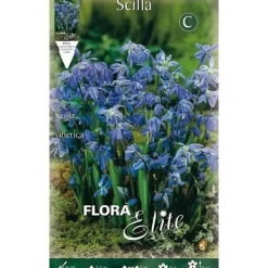 Clearance HÖSTBULB LÄNGD SCILLA SIBERICA FÖRPACKNING MED 15 BULAR Fröer & Lökar