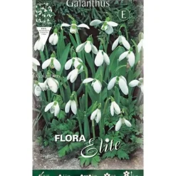 HÖSTBULBARN GALANTHUS ELWESII FÖRPACKNING MED 10 BULBER BULBS BULBES