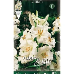 Outlet HÖSTBULBER LILIUM GIGLIO CANDIDUM FÖRPACKNING 1 BULB Fröer & Lökar