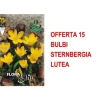 Clearance HÖSTBULBERRBUD 15 BULBERR STERNBERGIA LUTEA BULBERR BULBERR BULBERR Fröer & Lökar