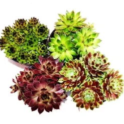 Husleek - ett set med 12 olika typer av Sempervivum