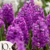 Hyacintlökar - Set med 10 - Hyacinthus 'Purple Voice' - Blomsterlökar Fröer & Lökar