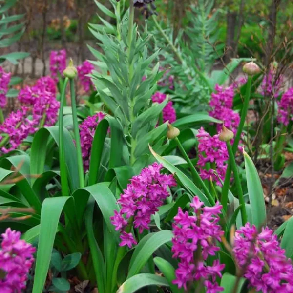 Hyacintlökar - Set med 10 - Hyacinthus 'Purple Voice' - Blomsterlökar Fröer & Lökar