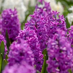 Hyacintlökar - Set med 10 - Hyacinthus 'Purple Voice' - Blomsterlökar Fröer & Lökar