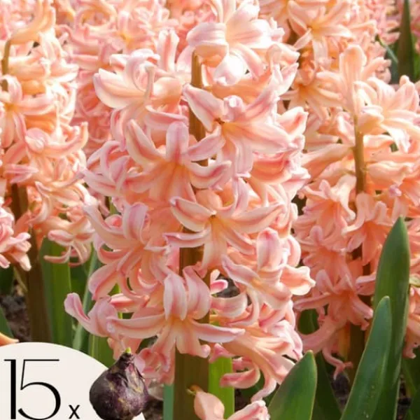 Hyacintlökor - Set om 15 - Hyacinthus 'Gipsy Queen' - Blomlökar - Orange