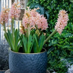 Hyacintlökor - Set om 15 - Hyacinthus 'Gipsy Queen' - Blomlökar - Orange