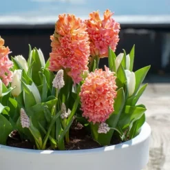 Hyacintlökor - Set om 15 - Hyacinthus 'Gipsy Queen' - Blomlökar - Orange