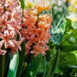 Hyacintlökor - Set om 15 - Hyacinthus 'Gipsy Queen' - Blomlökar - Orange