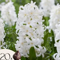 Sale Hyacintlökor - Set om 20 - Hyacinthus 'Carnegie' - Blomlökar - Vit Fröer & Lökar