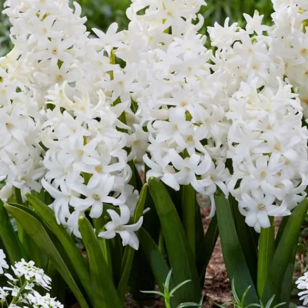 Sale Hyacintlökor - Set om 20 - Hyacinthus 'Carnegie' - Blomlökar - Vit Fröer & Lökar