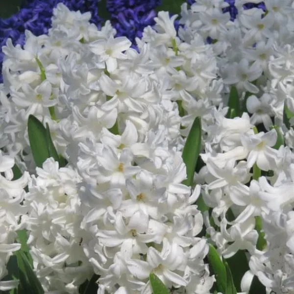 Sale Hyacintlökor - Set om 20 - Hyacinthus 'Carnegie' - Blomlökar - Vit Fröer & Lökar