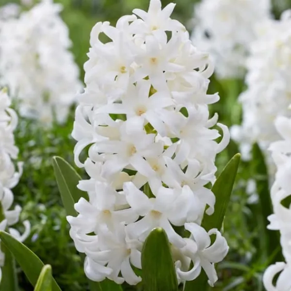 Sale Hyacintlökor - Set om 20 - Hyacinthus 'Carnegie' - Blomlökar - Vit Fröer & Lökar