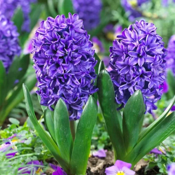 Hot Hyacintlökor - Set om 15 - Hyacinthus 'Blue Trophy' - Blomlökar - Blå Fröer & Lökar