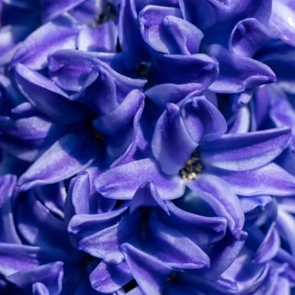 Hot Hyacintlökor - Set om 15 - Hyacinthus 'Blue Trophy' - Blomlökar - Blå Fröer & Lökar