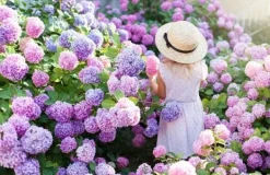 Discount INCO FLOROVIT HORTENSIA 1L IN Gödningsmedel
