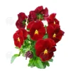 INN Butterfly Flower Seeds 500 Blomsterfrön Blomningstid 6-8 månader Blomsterfrön Prydnadsblommor Blomfrö