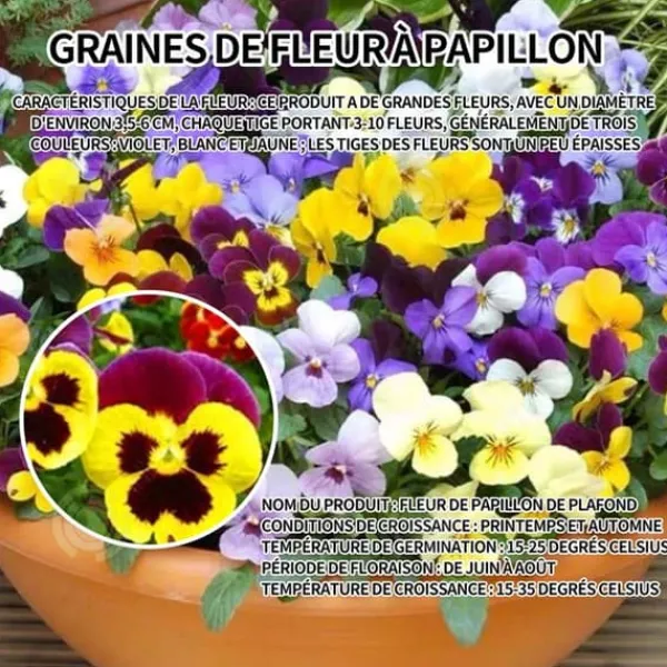 Sale INN Butterfly Flower Seeds 1000 Blomsterfrön Blomningstid 6-8 månader Blomfrön Prydnadsblommor Blomfrö Blommor